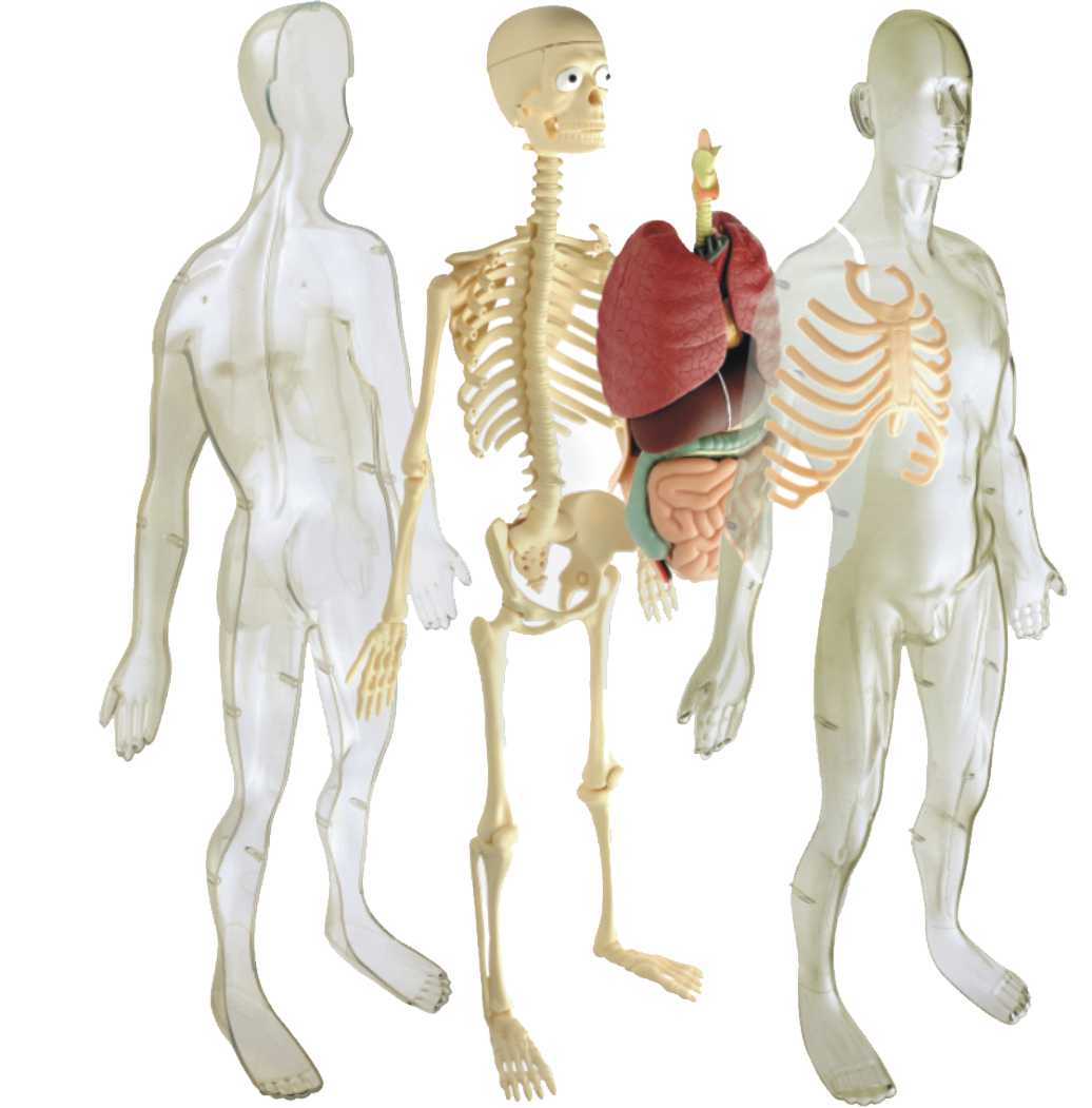 ***descatalogado**** KIT DE ANATOMIA DE 56CM Y 45 PIEZAS REF:99060 MINILAND